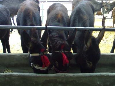 点击查看详细信息　标题：肉驴 阅读次数：290