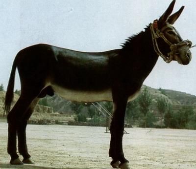 点击查看详细信息　标题：肉驴 阅读次数：395