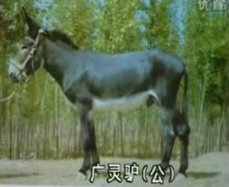 点击查看详细信息　标题：肉驴 阅读次数：298