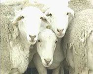 点击查看详细信息　标题：杜泊羊 阅读次数：458