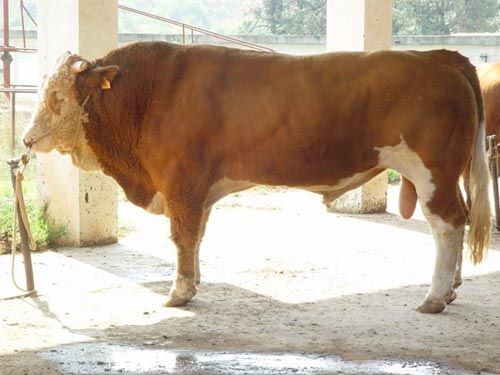 点击查看详细信息　标题：鲁西黄牛 阅读次数：528