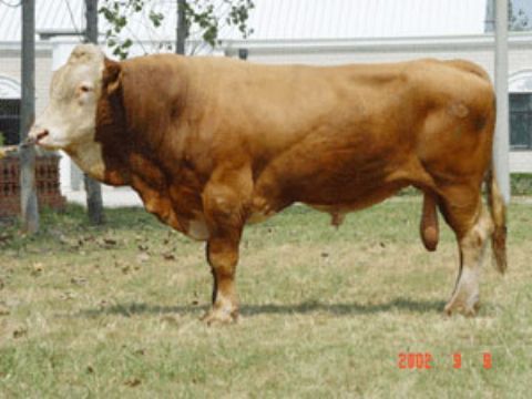 点击查看详细信息　标题：西门塔尔牛 阅读次数：727