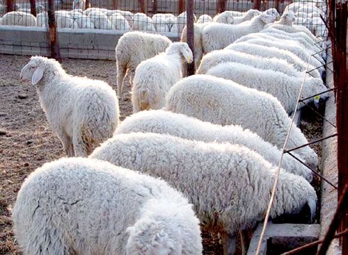 点击查看详细信息　标题：小尾寒羊 阅读次数：348