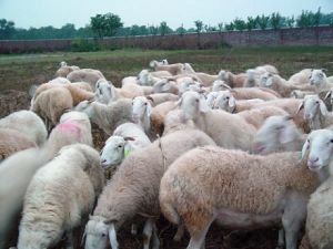 点击查看详细信息　标题：小尾寒羊 阅读次数：432