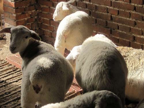 点击查看详细信息　标题：小尾寒羊 阅读次数：453