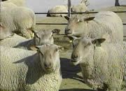 点击查看详细信息　标题：夏洛莱羊 阅读次数：566