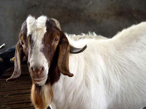 点击查看详细信息　标题：波尔山羊 阅读次数：783