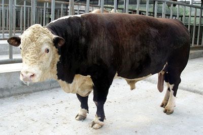 点击查看详细信息　标题：海福特牛 阅读次数：533