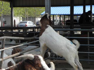 点击查看详细信息　标题：波尔山羊 阅读次数：496