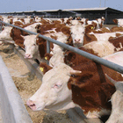 点击查看详细信息　标题：西门塔尔牛 阅读次数：350