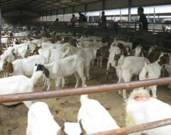 点击查看详细信息　标题：波尔山羊 阅读次数：579