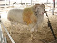 点击查看详细信息　标题：小尾寒羊 阅读次数：608