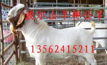 点击查看详细信息　标题：波尔山羊种公羊 阅读次数：572